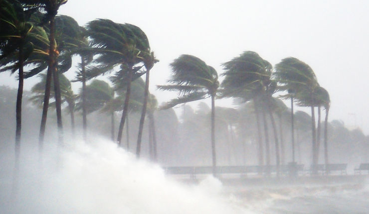 Used - Trees in a storm being hit by strong winds and rains 