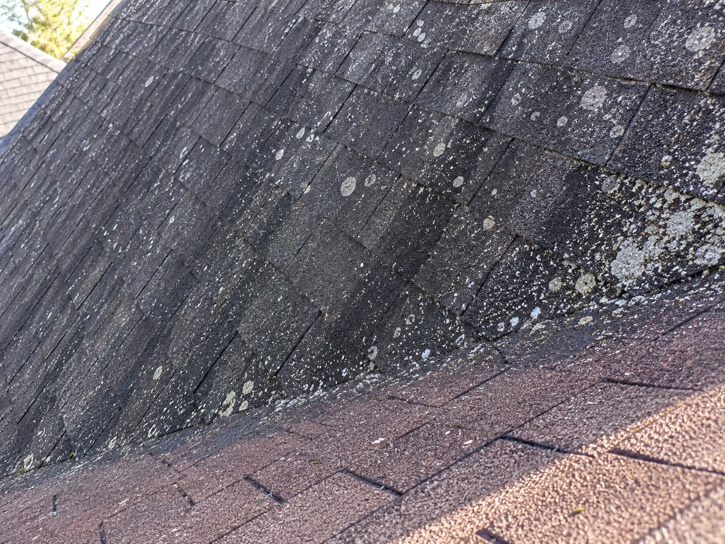 Used - Close-up of vertical algae streaks running down asphalt shingles on a Delmarva roof